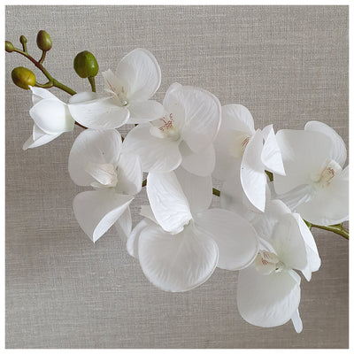 Flowers (Artificial) - Orchid - White